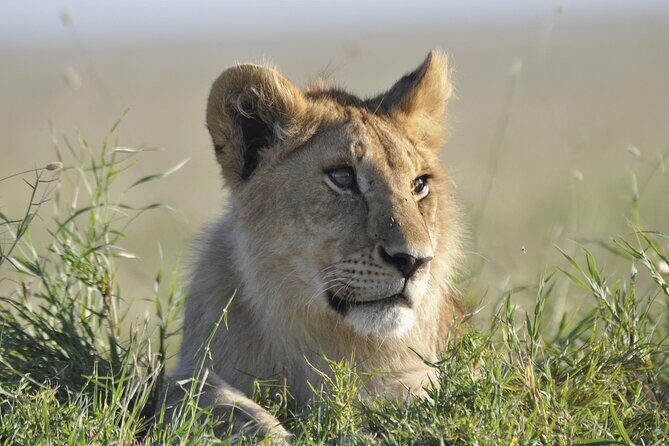 4-Day Simba Safari - Mid Range Tour - Day 3 in Ngorongoro Conservation Area: big cats, Big Five energy