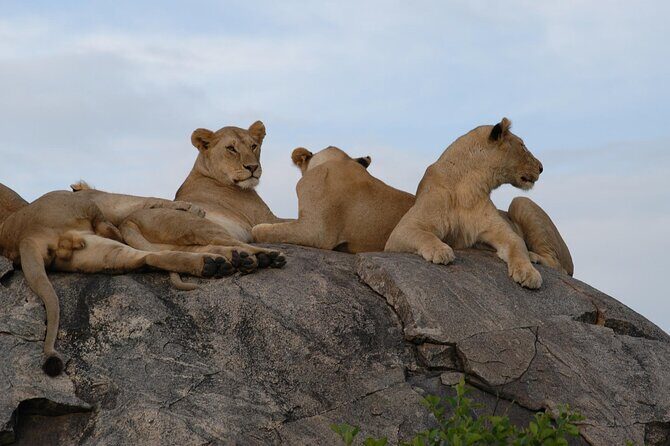 4-Day Simba Safari - Mid Range Tour - Price and logistics: what $2,179 buys you (and what you should still plan for)