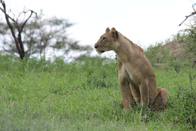4-Day Simba Safari - Mid Range Tour - Meals in the bush: why the lunch setup matters more than you think