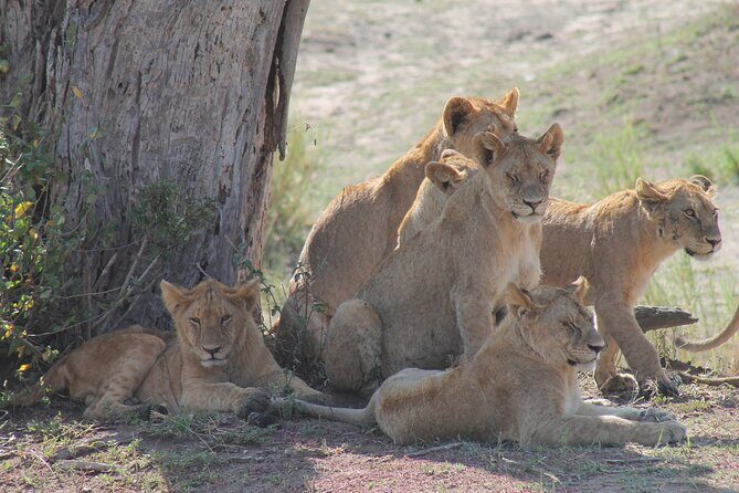 4-Day Simba Safari - Mid Range Tour - Guides and safety: what to look for in the people running your safari