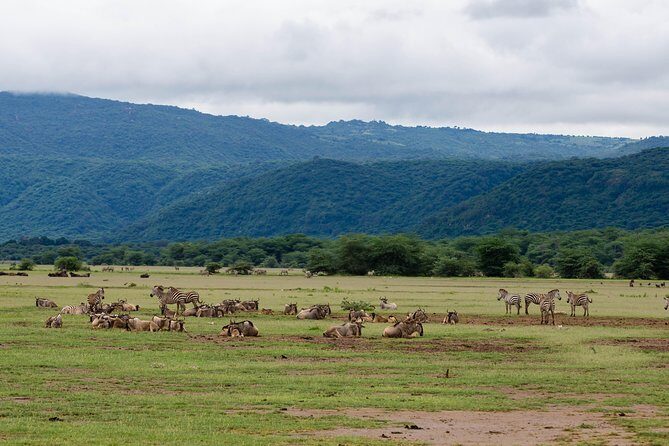 4-day Tanzania Safari - The value behind the price tag (and what can surprise you)