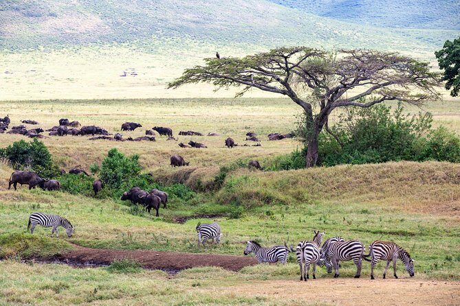 4-day Tanzania Safari - Day 2: Tarangire National Park and the elephant concentration trick