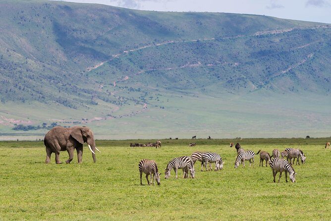 4-day Tanzania Safari - Day 3: Ngorongoro Crater day, with the Lake Magadi pause