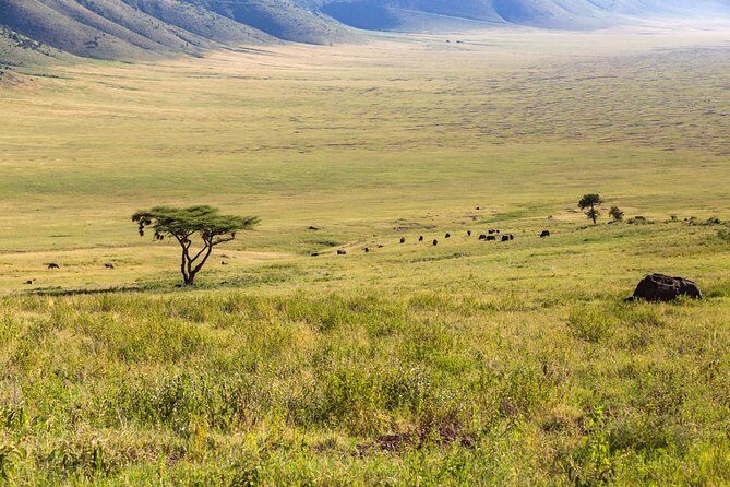 4-day Tanzania Safari - Day 5: Another Serengeti day to change the “picture”