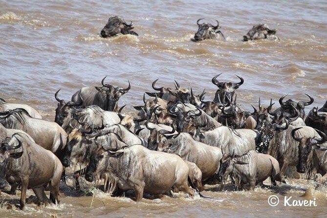 4 Days / 3 Nights Lake Manyara, Ngorongoro and Serengeti - Day 2 Serengeti: Seronera river country and the long-plains feeling