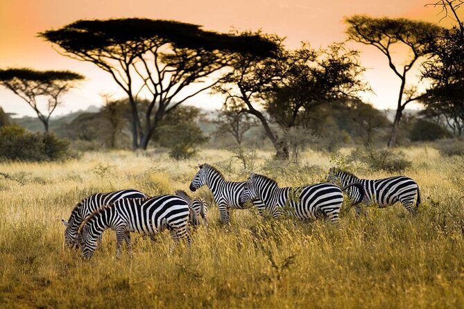 4 Days / 3 Nights Lake Manyara, Ngorongoro and Serengeti - Day 3 Ngorongoro Conservation Area: crater energy starts with an early drive