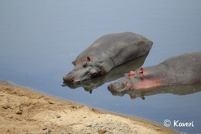 4 Days / 3 Nights Lake Manyara, Ngorongoro and Serengeti - Day 4 Ngorongoro Crater: descending over 600 meters and scanning for predators