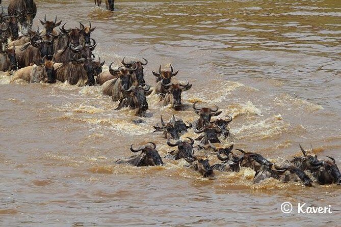 4 Days / 3 Nights Lake Manyara, Ngorongoro and Serengeti - Guides, organization, and the small details that make the day run
