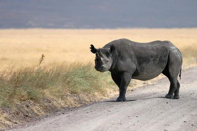 4 Days / 3 Nights Lake Manyara, Ngorongoro and Serengeti - Price and value: $1,700 per person for a tight circuit