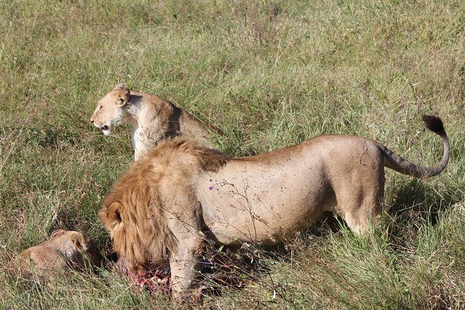 4 Days 3 Nights Tarangire Serengeti & Ngorongoro Lodge Safari - Why a private 4-day safari from Arusha feels different