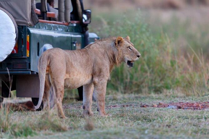 4 Days 3 Nights Tarangire Serengeti & Ngorongoro Lodge Safari - The guide factor: how to set yourself up for great spotting