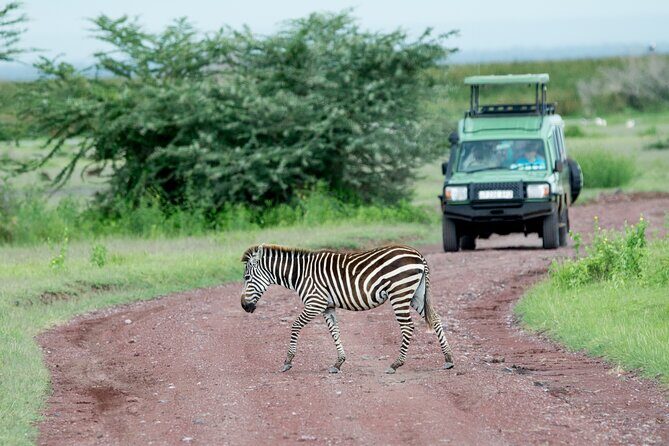 4 days adventure camping safari - Moshi base to Northern Circuit big-game country