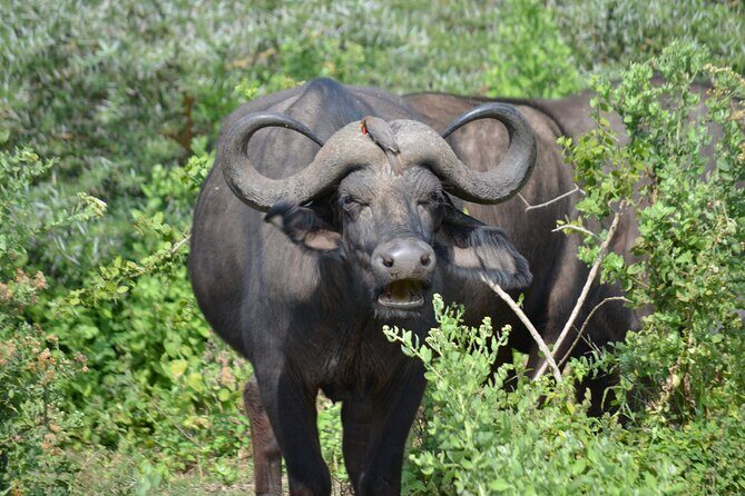 4 days adventure camping safari - Day 3: early Serengeti drives to maximize animal activity