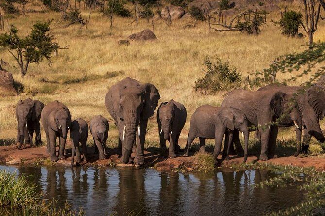 4-Days Adventure Camping Safari to Tarangire, Serengeti & Ngorongoro - Day 1: Tarangire National Park to Camp Dinner (A Strong First Day)