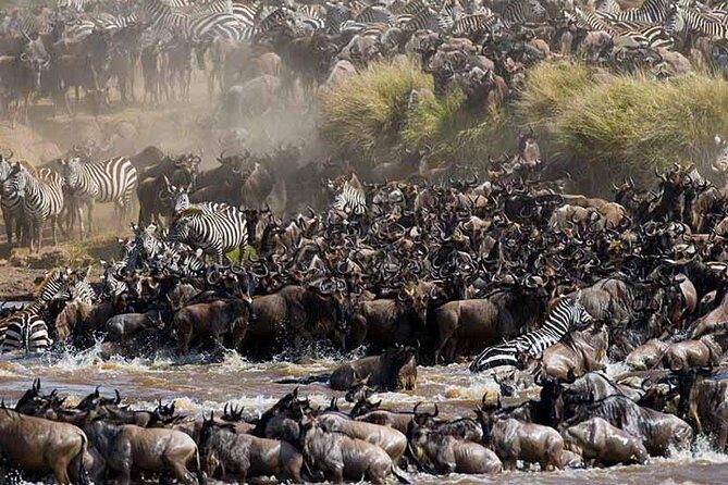 4-Days Adventure Camping Safari to Tarangire, Serengeti & Ngorongoro - Day 3: Early Serengeti Drive, Then Ngorongoro Crater Rim Overnight