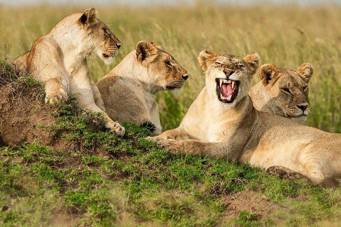 4-Days Adventure Camping Safari to Tarangire, Serengeti & Ngorongoro - Day 4: Ngorongoro Crater Big Five Search (The Main Event)