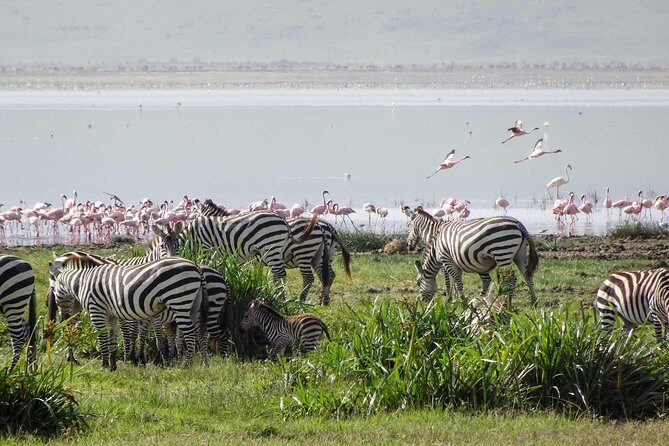 4-Days Adventure Camping Safari to Tarangire, Serengeti & Ngorongoro - The Parks in Plain English: Tarangire, Serengeti, Ngorongoro