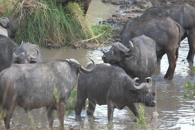 4 days Best experience Kilimanjaro Hike, Serengeti &Ngorongoro - Key highlights at a glance