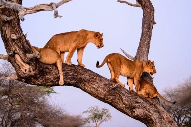 4 days Best experience Kilimanjaro Hike, Serengeti &Ngorongoro - Ngorongoro Conservation Area on Day 3: rim views plus Maasai life