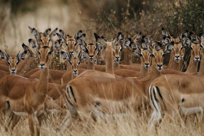 4 days Best experience Kilimanjaro Hike, Serengeti &Ngorongoro - Day 4 inside Ngorongoro: the Big Five from the crater floor