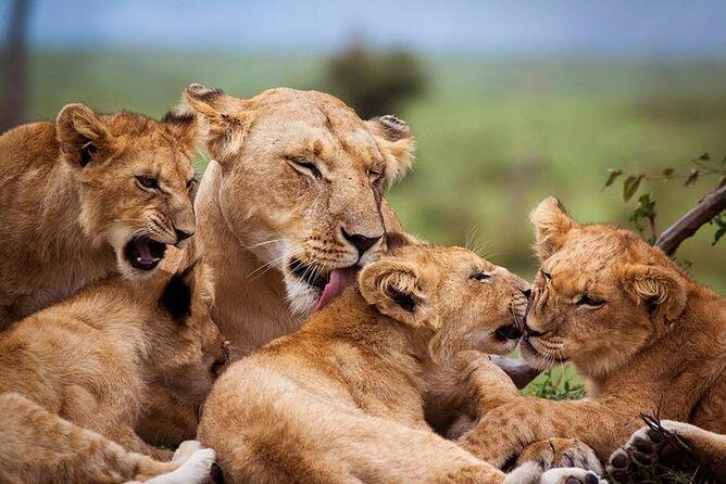 4 days Best experience Kilimanjaro Hike, Serengeti &Ngorongoro - Value and what’s really included on this 4-day plan