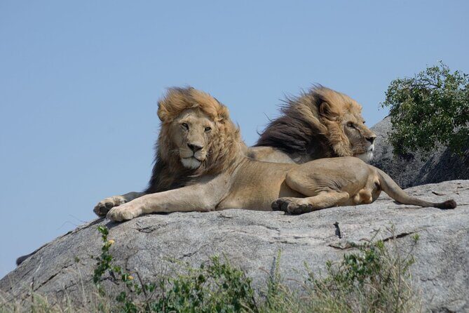 4 days Best experience Kilimanjaro Hike, Serengeti &Ngorongoro - Comfort trade-offs: camping nights and long days (handled smartly)