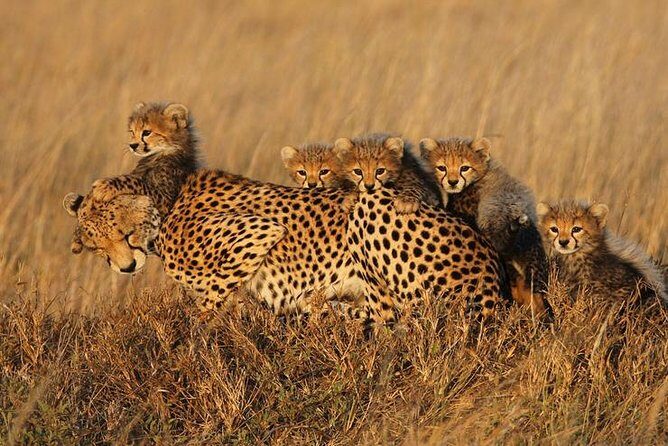 4 days Best experience Kilimanjaro Hike, Serengeti &Ngorongoro - Who this tour fits best, and who should reconsider