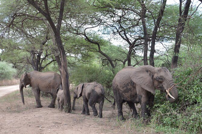 4 Days Group Camping Safari - Day 3: Early drive timing, then off to Ngorongoro