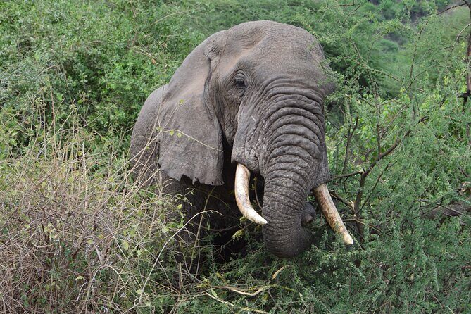4 Days Group Camping Safari - Day 4: Ngorongoro Crater descent and Lake Magadi