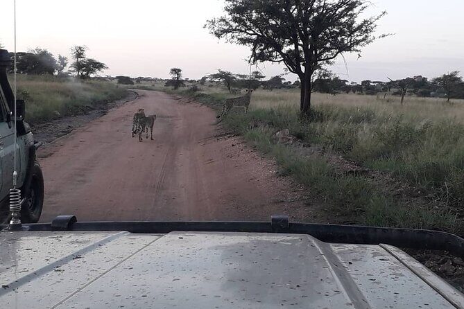 4 Days Group Joining Camping Safari to Tarangire Serengeti Ngorongoro Crater - Day 4: Descend into the crater for Big Five odds