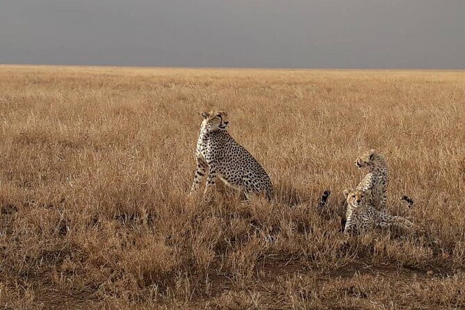 4 Days Group Joining Camping Safari to Tarangire Serengeti Ngorongoro Crater - Camping reality: what comfort level should you expect?