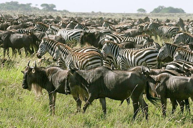 4 Days Join Group tour Tarangire Serengeti and Ngorongoro crater - Tarangire National Park: elephants at the dry riverbed and dry-country antelope