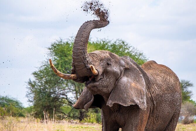 4 Days lodge &camping Tarangire,Serengeti, Ngorongoro Safari Tour - What this 4-day safari really gives you (and what to expect)