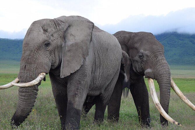 4 Days lodge &camping Tarangire,Serengeti, Ngorongoro Safari Tour - Price and value: $1,110 for a 4-day wildlife hit