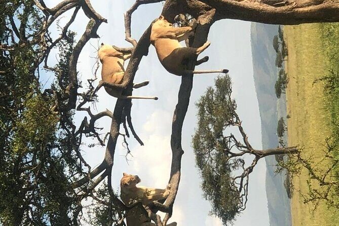 4 Days lodge &camping Tarangire,Serengeti, Ngorongoro Safari Tour - Who this safari suits best