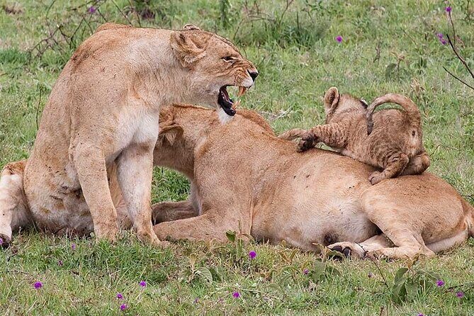 4 Days lodge &camping Tarangire,Serengeti, Ngorongoro Safari Tour - Serengeti day drives: two chances to hit the good sightings