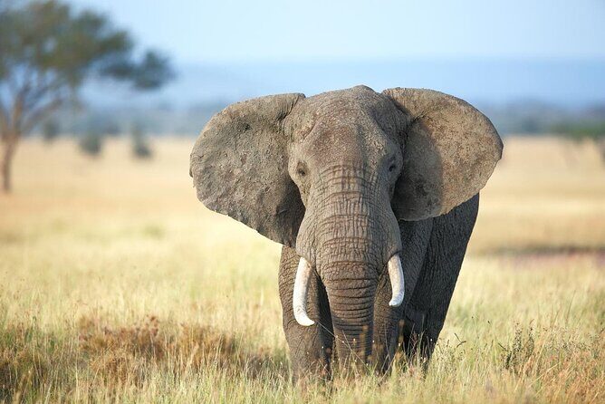 4 Days lodge safari Tarangire , Ngorongoro crater & Walking - Lodges, meals, and the included comfort level in a 4-day circuit