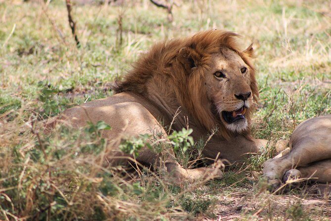 4 Days lodge safari Tarangire , Ngorongoro crater & Walking - Price and value check for a $720 per person lodge safari