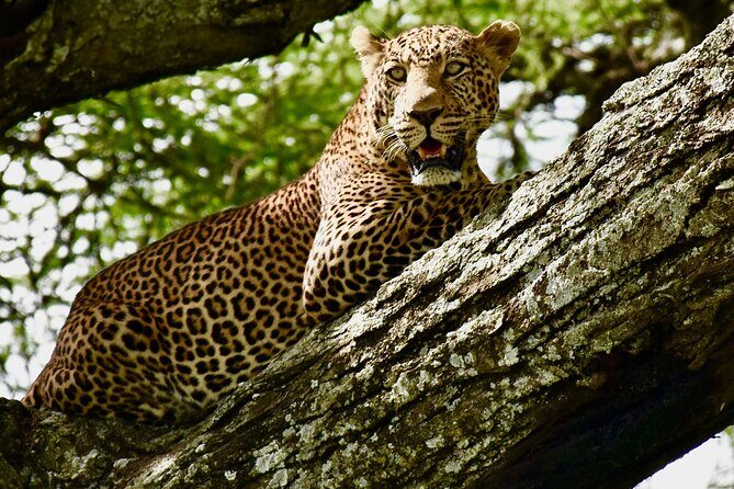 4 days safari - Serengeti across two days: resident wildlife and big-cat chances