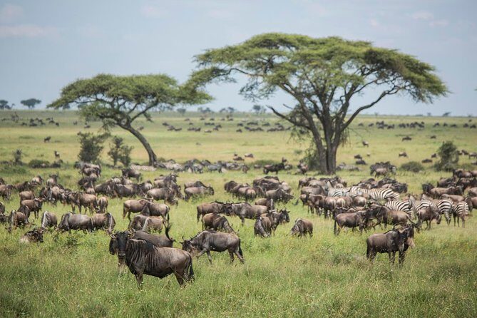 4 days safari in Tanzania - Serengeti Seronera area: why the river matters for sightings
