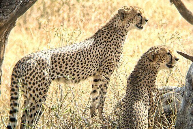 4 days safari - Ngorongoro crater morning: why the caldera matters