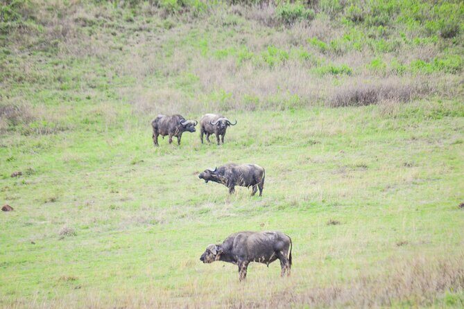 4 days serengeti & ngorongoro mid range tour - Four Days on the Northern Circuit: Why This Route Makes Sense