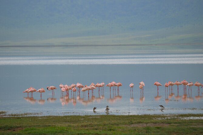 4 days serengeti & ngorongoro mid range tour - Day 3: Early Wake-Up, Hot Air Balloon Views, Then More Serengeti Time