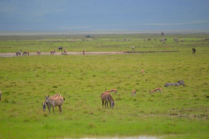4 days serengeti & ngorongoro mid range tour - Ngorongoro Black Rhino Focus on Day 4: Why This Spot Is Hard