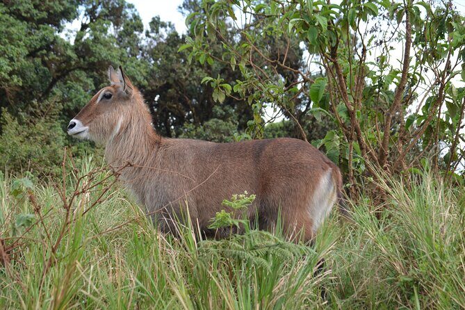 4 days serengeti & ngorongoro mid range tour - What’s Included (and What You Should Budget Separately)