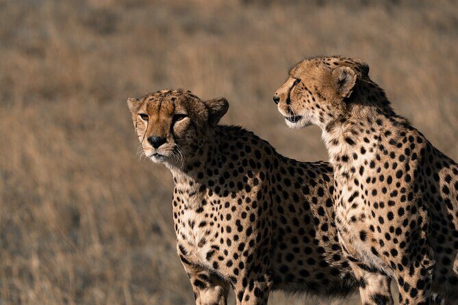 4 Days Tanzania Budget Safari - Tarangire, Lake Manyara, Ngorongoro in 4 days: the value of a tight loop