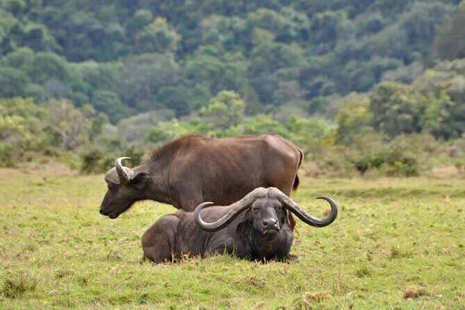 4 Days Tanzania Camping Safari - Staff quality: why guides like Roger and Rashid matter in the field