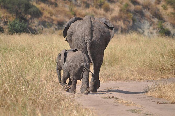 4 days Tanzania group safari to Serengeti, Crater and Tarangire - Key highlights worth your attention