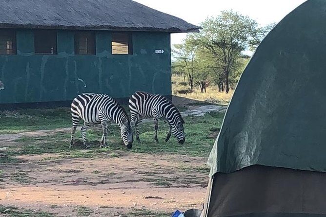 4 days Tanzania group safari to Serengeti, Crater and Tarangire - Why this 4-day camping safari is such good value