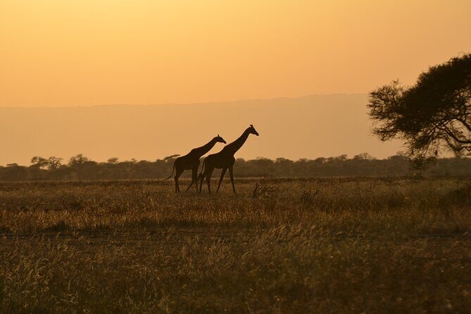 4 Days Tanzania Lodge Safari With Two Nights at Serengeti - Day 2 Serengeti National Park: The Seronera River and the Arrival Grind
